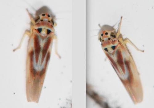 Arboridia sp.